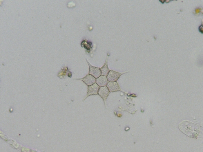 Pediastrum simplex